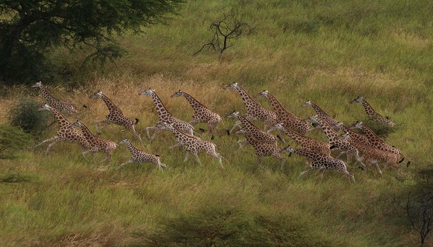 Gambella National Park is really worth a visit, so natural beauty